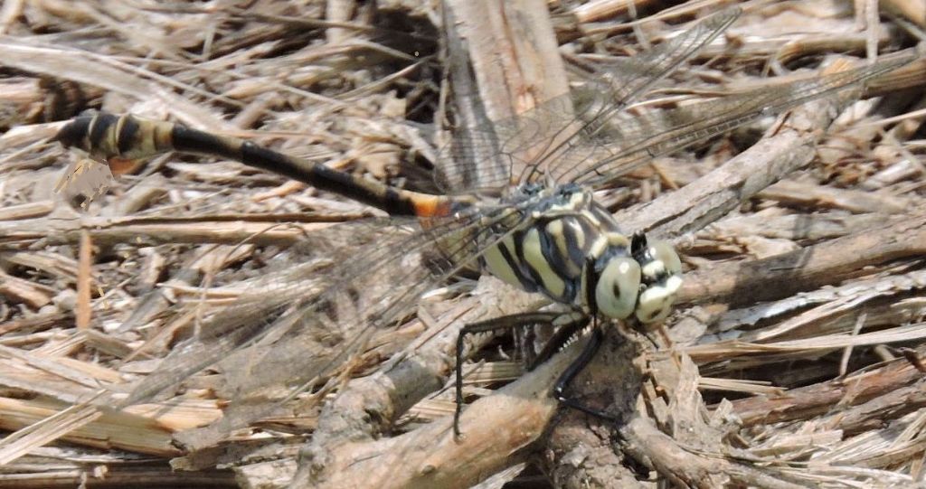 Lindenia tetraphylla ? s, femmina